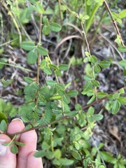 Lespedeza procumbens