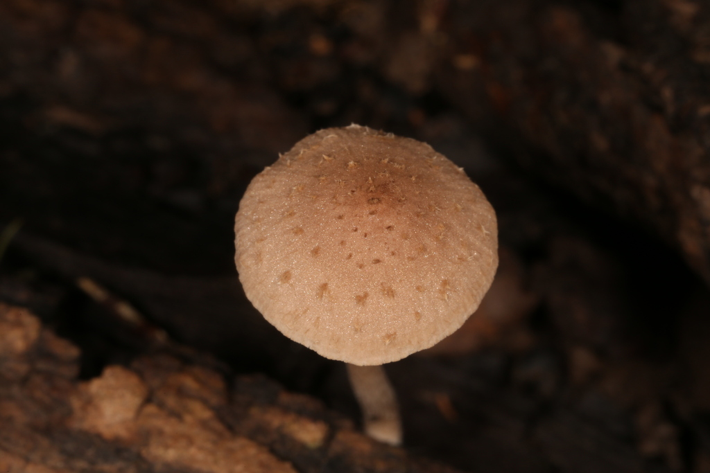Basidiomycete Fungi from Posta Quemada Canyon, Arizona 85641, USA on