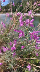 Chamaenerion dodonaei