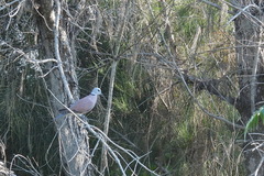Streptopelia tranquebarica