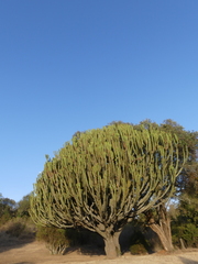 Euphorbia candelabrum