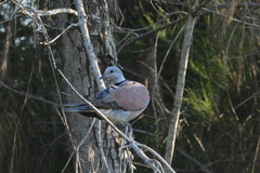 Streptopelia tranquebarica