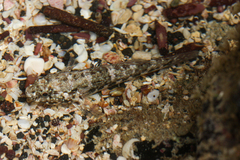 Bathygobius lineatus