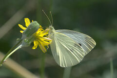 Pieris rapae