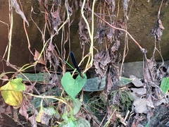 Atrocalopteryx atrata