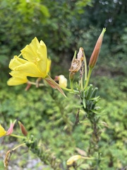 Oenothera glazioviana