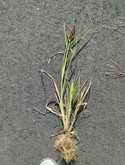 Poaceae