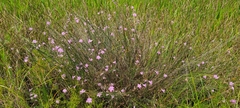Agalinis linifolia
