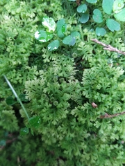 Trichocolea tomentella