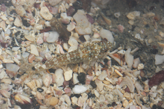 Bathygobius lineatus