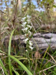 Spiranthes odorata