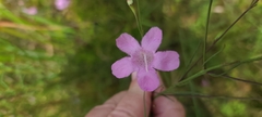 Agalinis linifolia