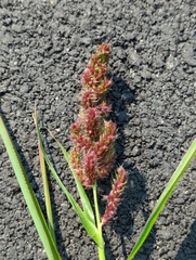 Poaceae