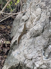 Anolis cristatellus