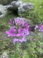 Cleome
