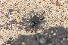 Eucidaris galapagensis