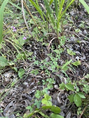 Lespedeza procumbens
