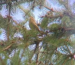 Phylloscopus collybita