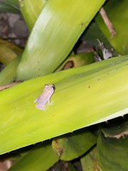 Eleutherodactylus coqui