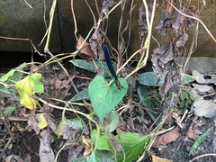 Atrocalopteryx atrata