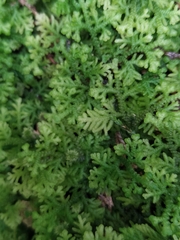 Trichocolea tomentella