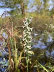 Spiranthes odorata