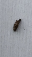 Phereoeca