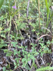 Lespedeza procumbens
