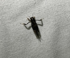 Tridactylidae
