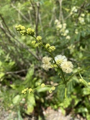 Senegalia westiana