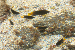 Stegastes arcifrons