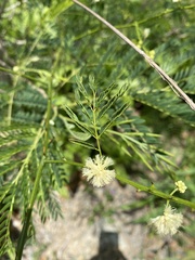 Senegalia westiana