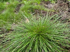Eleocharis ovata