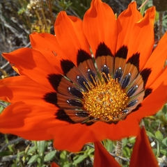 Gazania rigida