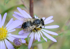 Megachile perihirta