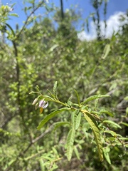 Solanum bahamense