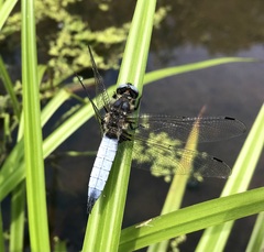 Libellula fulva
