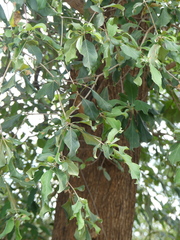 Combretum imberbe