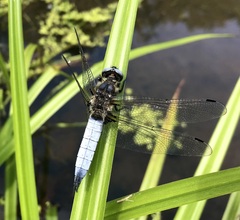 Libellula fulva