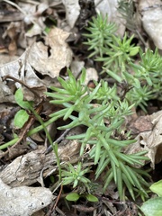 Petrosedum rupestre