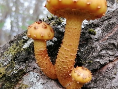 Pholiota aurivella