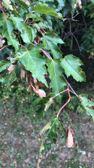 Acer ginnala