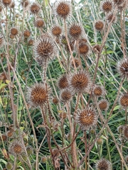 Dipsacus strigosus