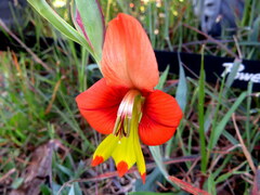 Gladiolus alatus