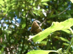 Satyrium calanus