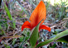 Gladiolus alatus