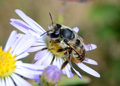 Megachile perihirta