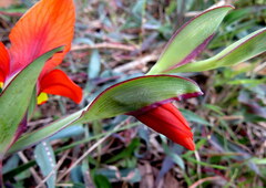Gladiolus alatus