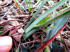 Gladiolus alatus