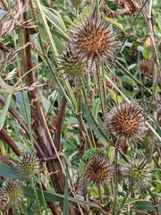 Dipsacus strigosus